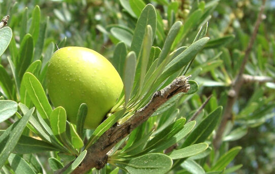 Tutto il potere nutriente dell'Olio di Argan